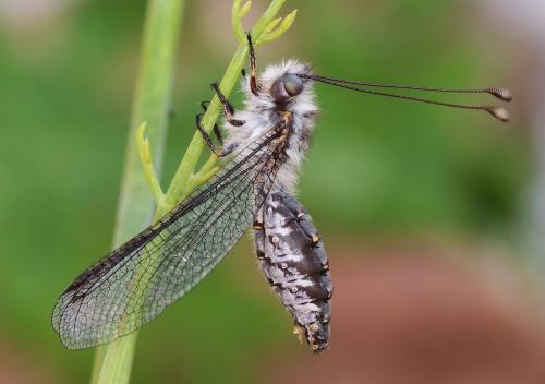 Bubopsis agrionoides